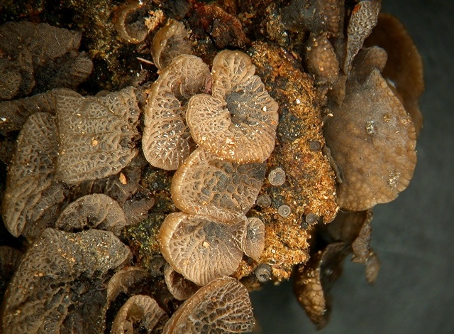 Resupinatus merulioides Resupinatus merulioides