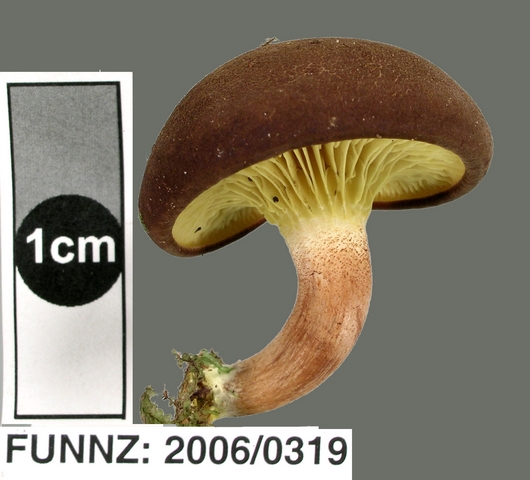 Phylloporus novaezelandiae Phylloporus novaezelandiae