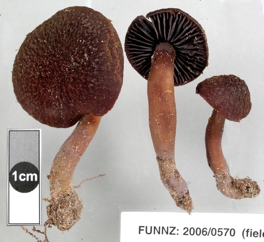 Aeruginospora c.f. furfuracea Aeruginospora c.f. furfuracea