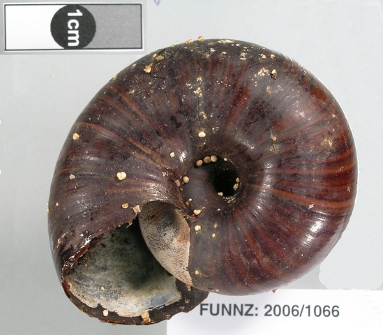 Trichocomaceae Trichocomaceae