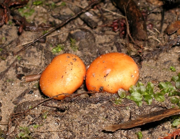 Nivatogastrium Nivatogastrium