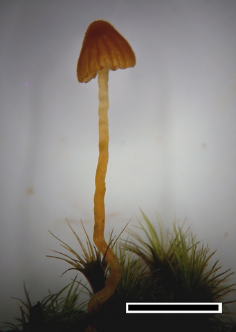 Galerina austrocalyptrata Galerina austrocalyptrata