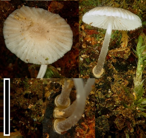 Mycena carmeliana Mycena carmeliana