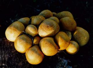 Gymnopilus junonius (from Vivienne Cooper) 