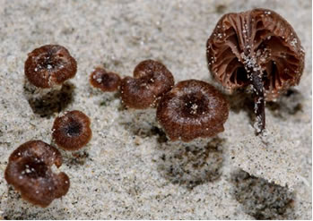 Entoloma rusticoides