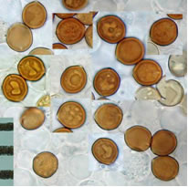 Melanotus citrisporus spores