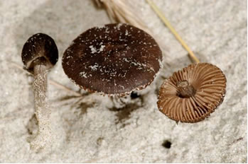 Pluteus nanus