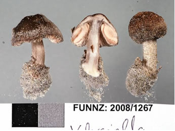 Volvariella taylori