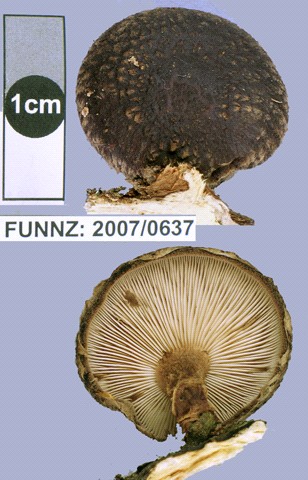 Lentinula novae-zelandiae