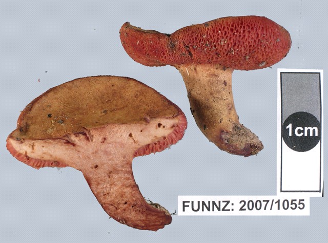 Chalciporus aurantiacus