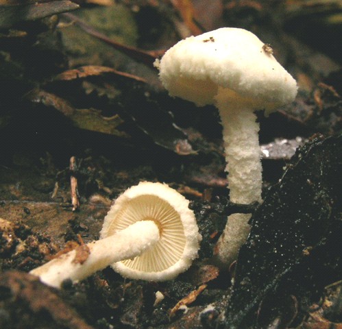 Cystolepiota hetieri