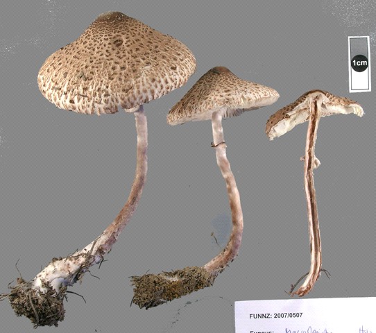 Macrolepiota clelandii