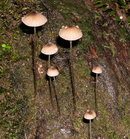 Mycena cystidiosa