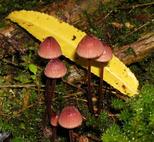 Mycena mariae