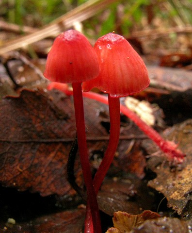 Mycena ura