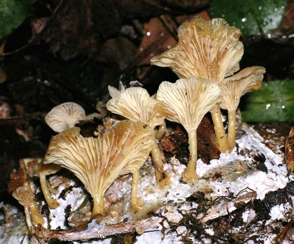 Neoclitocybe byssiseda