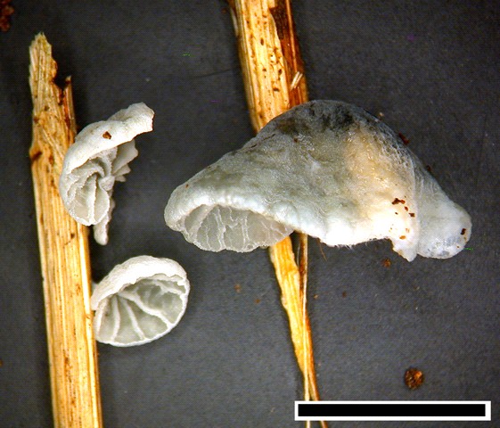 Tetrapyrgos olivaconigra