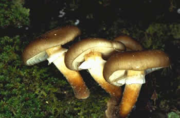 Armillaria species. Photo - Peter Johnston