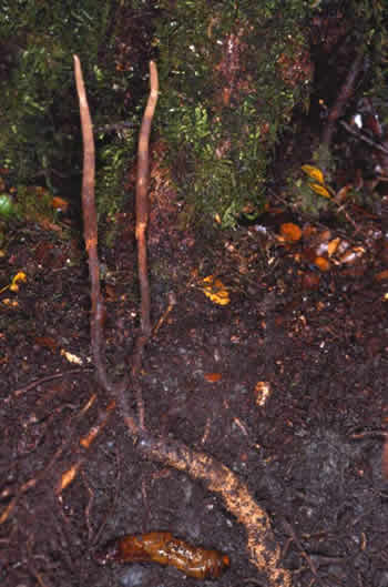 Vegetable caterpillar (Cordyceps robertsii), also known as awhato, attacks and kills larvae of the puriri moth. (photo Peter Johnston)