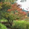 Autum at Eastwoodhill Arboretum