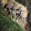 Coprinus disseminatus