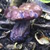 Cortinarius purpurescens