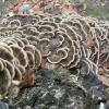 Trametes versicolor in Queen Elizabeth Park 