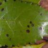 Phyllosticta leaf spot on Ascarina leaves