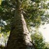 Kauri Tree, Waiomu Forest 