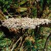 Coprinus "crumble cap", walkway to Table mountain