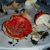 Amanita muscaria  