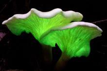 Bioluminscent Ghost Fungus - Omphalotus nidiformis -  Boaz Ng - CC BY-NC-ND 2.0